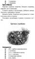 Готовим в мультиварке. 150 простых и полезных рецептов. Ірина Горчакова. Лотос